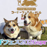 コーギーフェスティバル2026spring