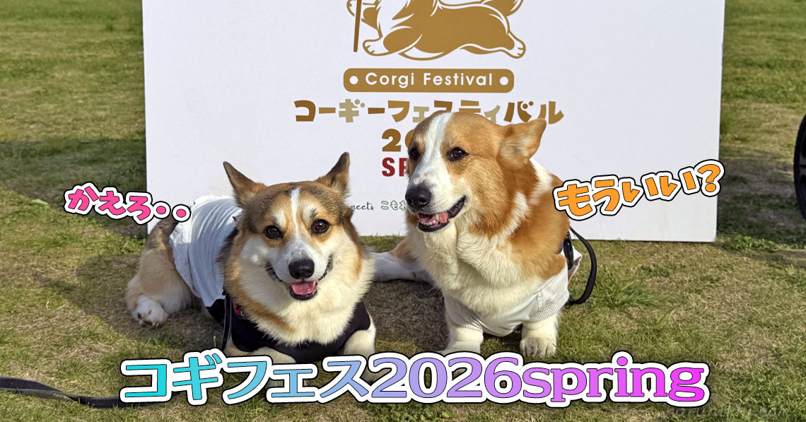コーギーフェスティバル2026spring
