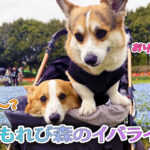 こもれび森のイバライド