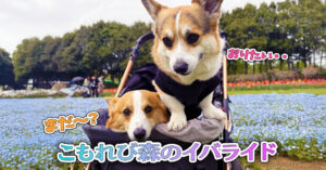 こもれび森のイバライド