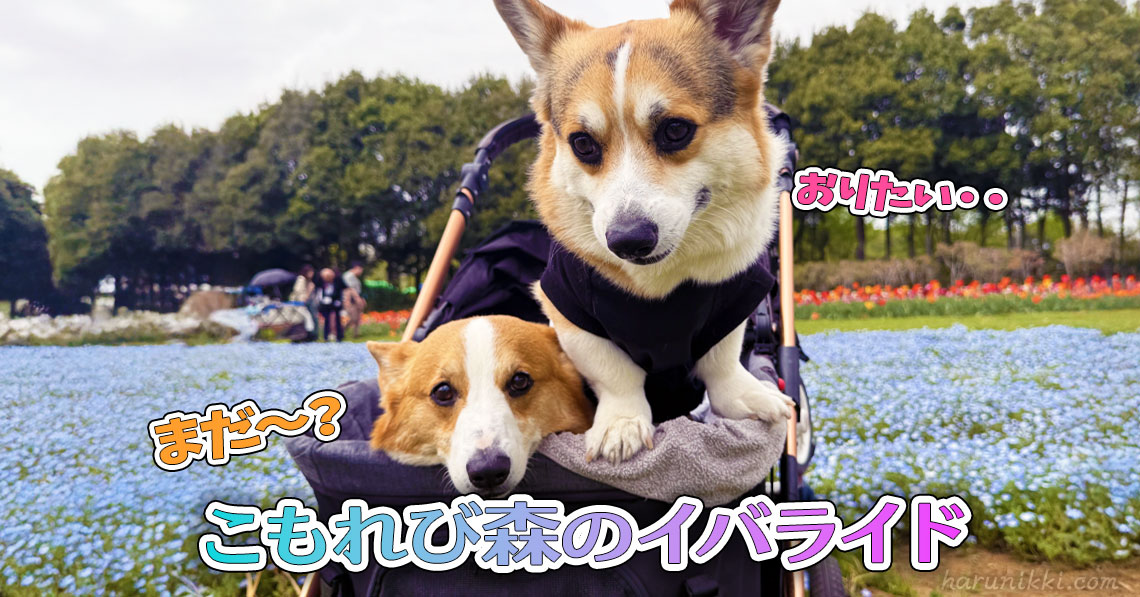 こもれび森のイバライド