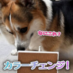 カラーチェンジ！