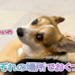 それぞれの場所でおくつろぎ