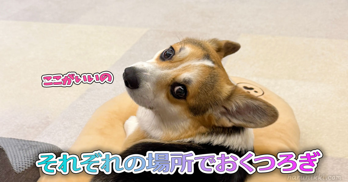 それぞれの場所でおくつろぎ