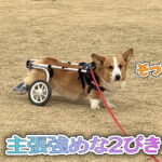 主張強めな2ぴき