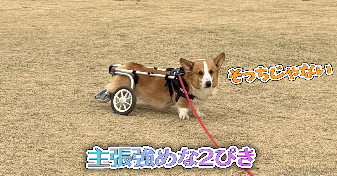 主張強めな2ぴき