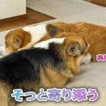 そっと寄り添う