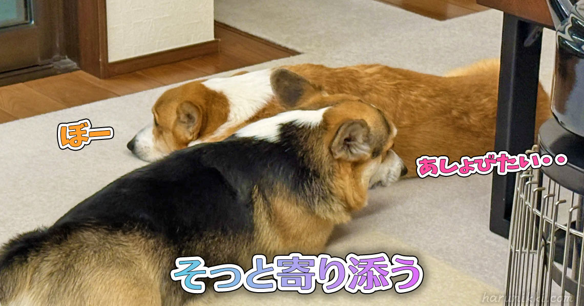 そっと寄り添う