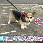 ご近所コギさんに会ったよ