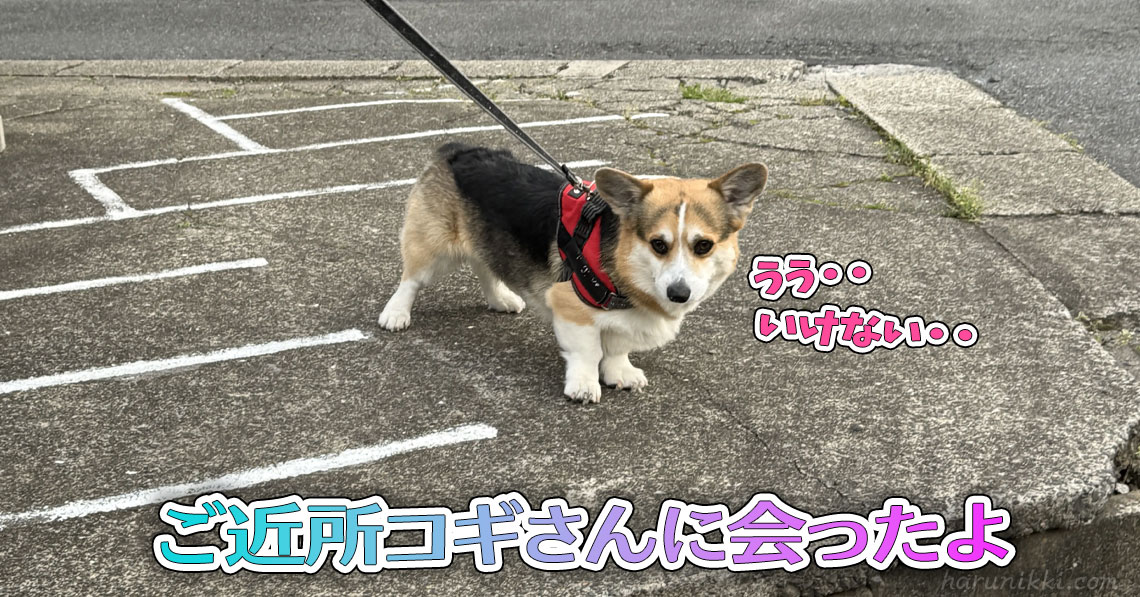 ご近所コギさんに会ったよ