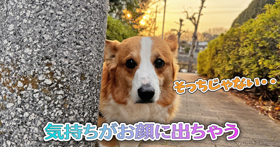気持ちがお顔に出ちゃう