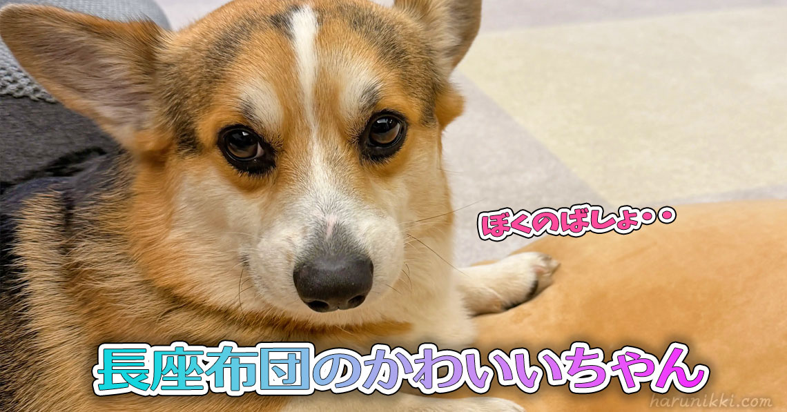 長座布団のかわいいちゃん