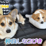 仲良しな2ぴき