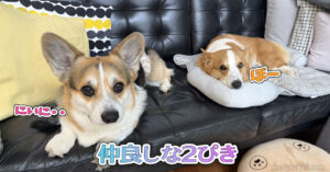 仲良しな2ぴき
