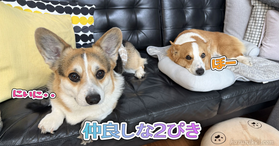 仲良しな2ぴき