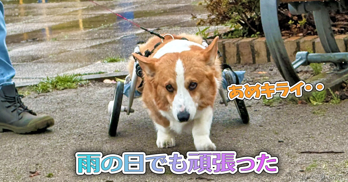 雨の日でも頑張った