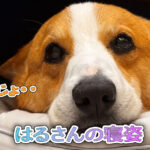 はるさんの寝姿