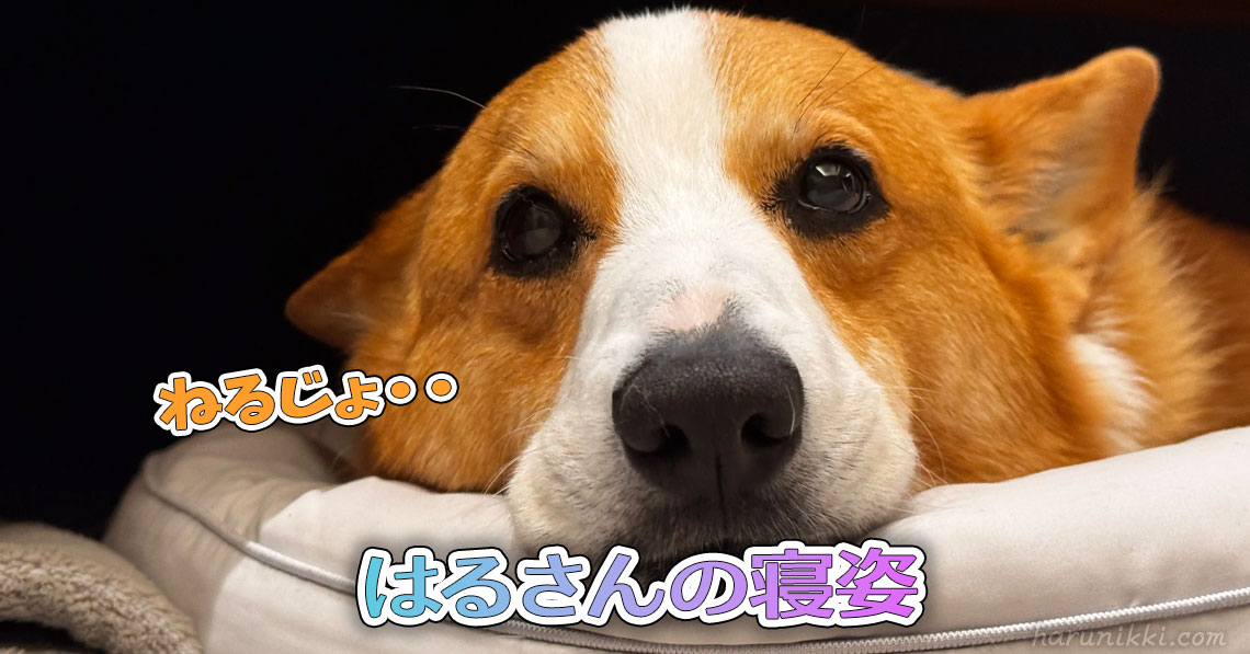はるさんの寝姿