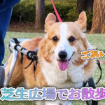 芝生広場でお散歩