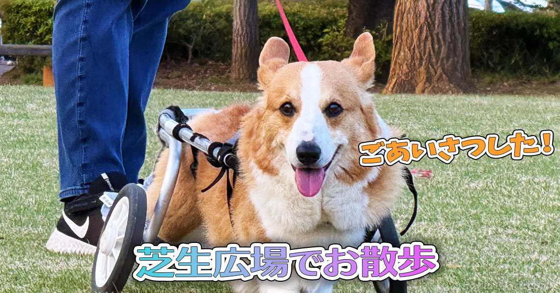 芝生広場でお散歩