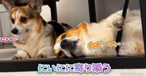 にいにに寄り添う