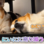 にいにに寄り添う