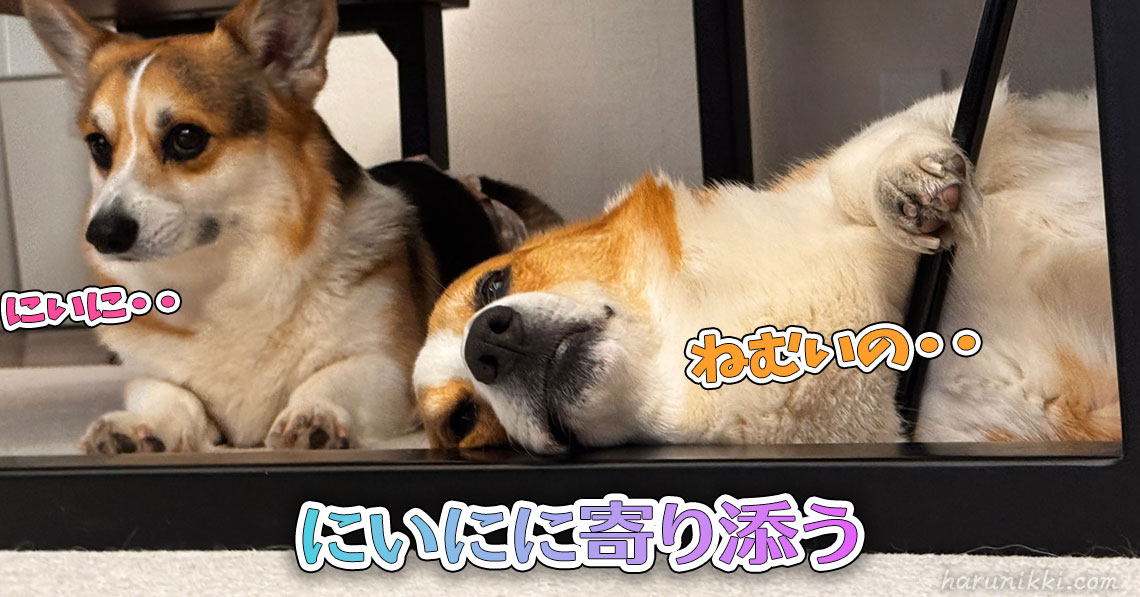 にいにに寄り添う