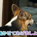 寝かせてあげましょう
