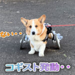 コギスト発動・・