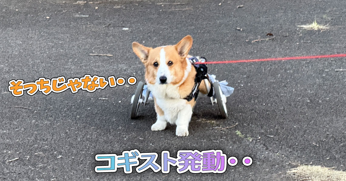 コギスト発動・・