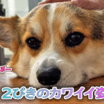 ２ぴきのカワイイ姿