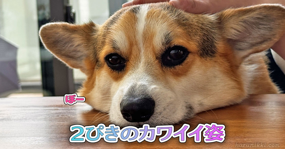 ２ぴきのカワイイ姿