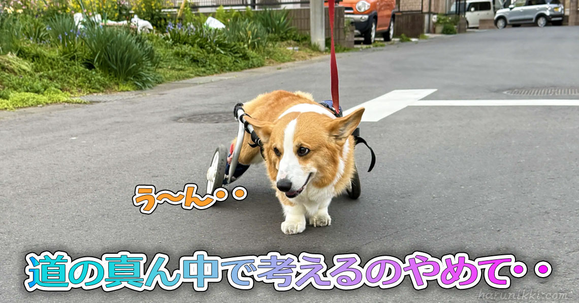 道の真ん中で考えるのやめて・・