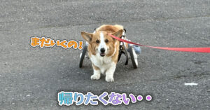 帰りたくない・・