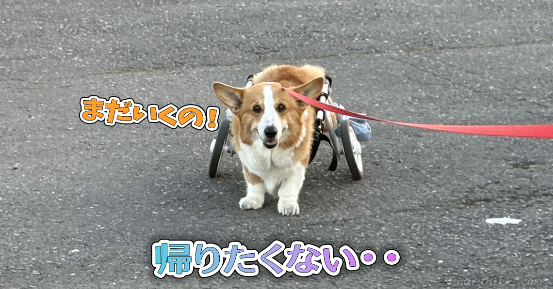 帰りたくない・・