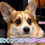 兄にくっつけなかった弟