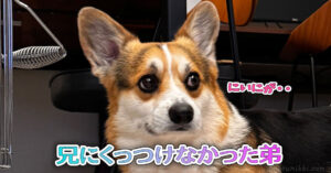 兄にくっつけなかった弟