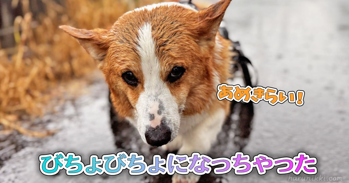 びちょびちょになっちゃった