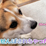 通せんぼされちゃった！