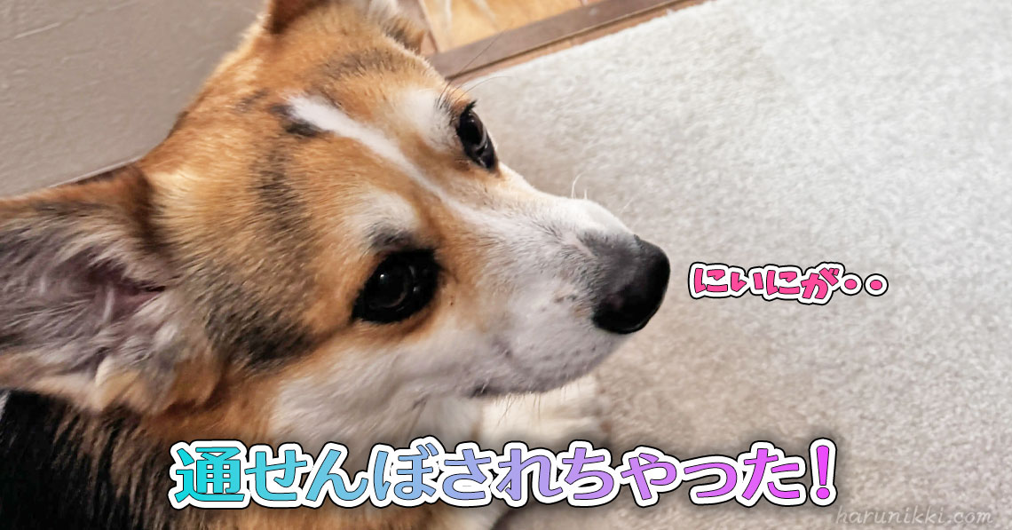 通せんぼされちゃった！