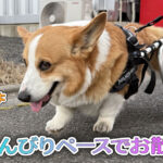 のんびりペースでお散歩