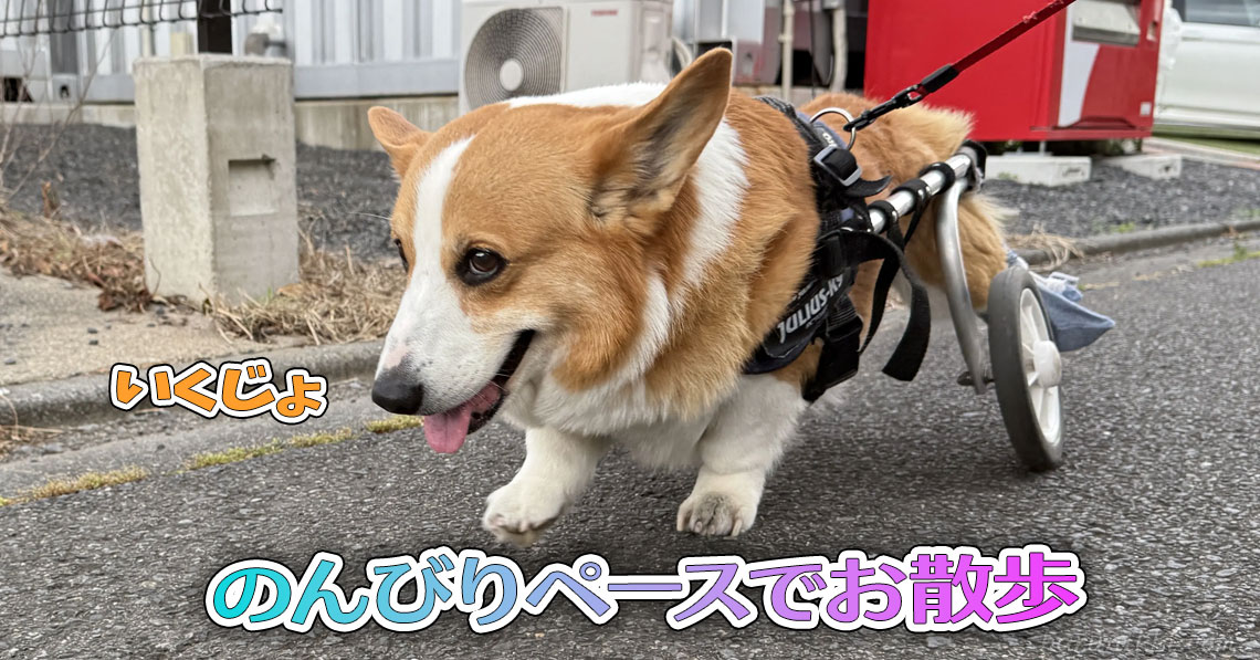 のんびりペースでお散歩