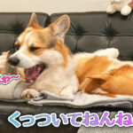 くっついてねんね