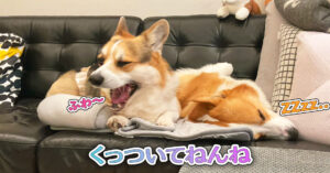 くっついてねんね