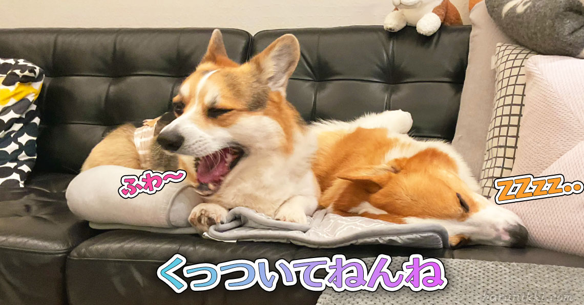 くっついてねんね