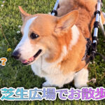 芝生広場でお散歩