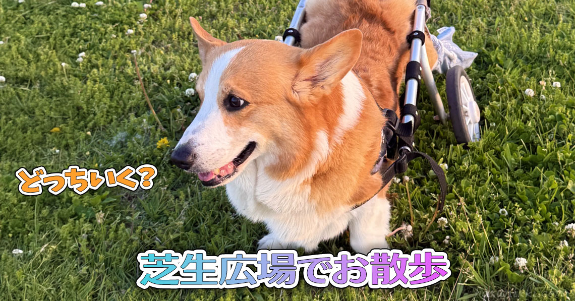 芝生広場でお散歩