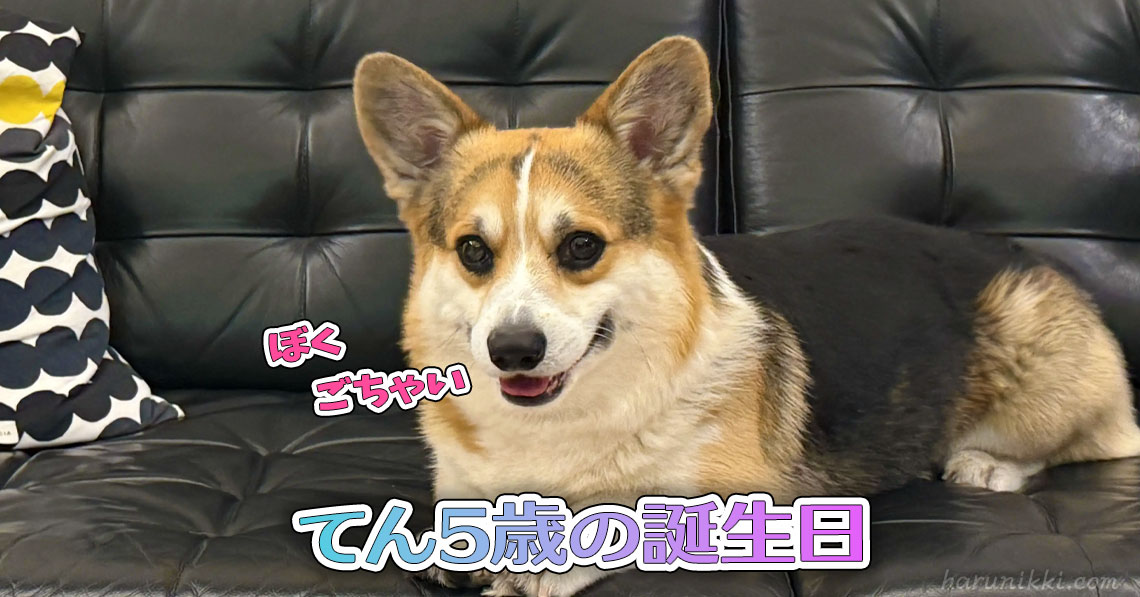 てん5歳の誕生日