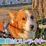 最後はストライキ…