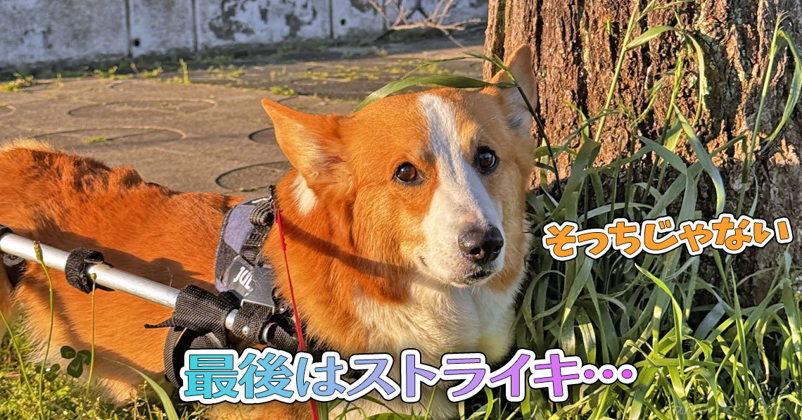 最後はストライキ…